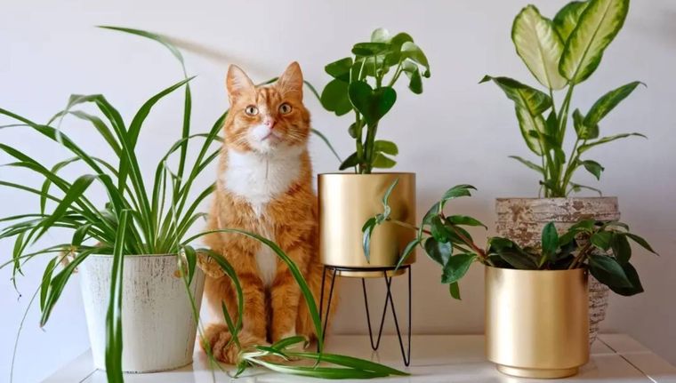 Las plantas que debes tener en tu hogar si tienes mascotas (Shutterstock).