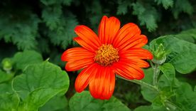 Apostar por plantas que florecen en otoño no solo embellece los espacios, también promueve la biodiversidad urbana y transforma el paisaje cuando más lo necesita Foto: Shutterstock