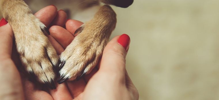 Estas son las razas más cariñosas que podemos adoptar Foto: Shutterstock