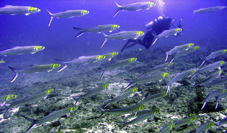 Los peces se ven en la obligación de adaptarse al calentamiento global Foto: EFE