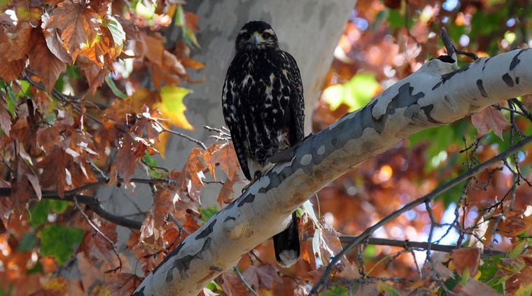 Foto: ALF PONCE / MDZ