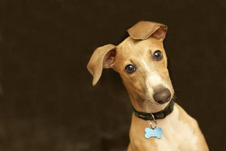 Perro Greyhound Perro Greyhound