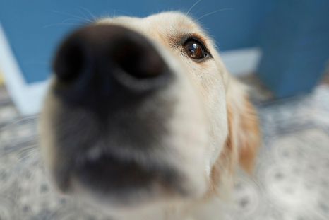De dónde proviene este comportamiento común en perros. De dónde proviene este comportamiento común en perros.
