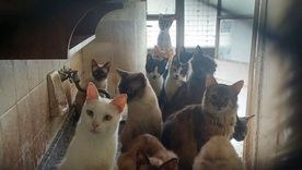 Los agentes encontraron 51 gatos, una paloma y dos perros que estaban encerrados entre la mugre Foto: X