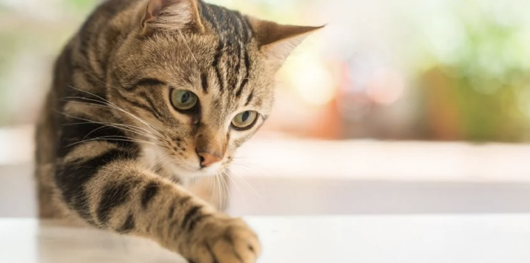 A pesar de ser uno de los animales más limpios, el olor a la orina de gato es muy fuerte Foto: Shutterstock