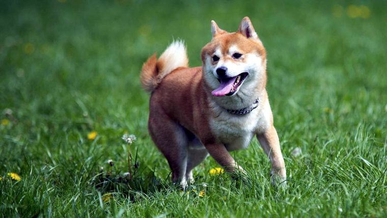 El logo de esta moneda virtual surge de la raza de perros japonesa, shiba inu. Foto: Hogarmanía.