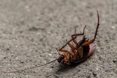 Un repelente orgánico que no falla.. Foto: Pexels