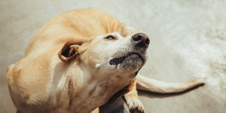 Es importante que actúes rápidamente para ayudar a tu mascota Foto: Shutterstock