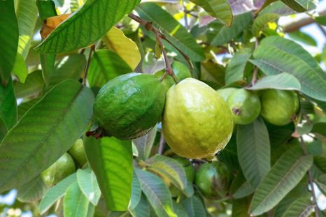 El árbol que da frutos dulces y con un aroma intenso. El árbol que da frutos dulces y con un aroma intenso.