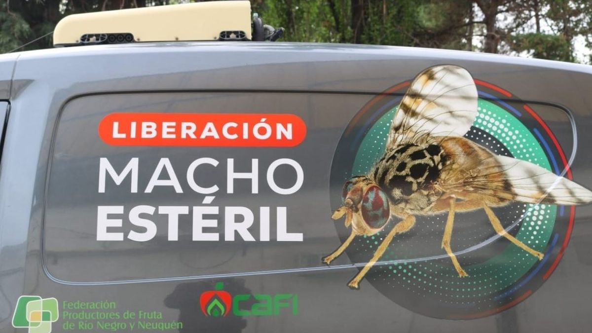 Mosca del Mediterráneo: el Iscamen proveerá 1.000 millones de insectos estériles a la Patagonia