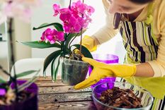 Las orquídeas crecerán fuertes y sanas con este abono casero Foto: SHUTTERSTOCK