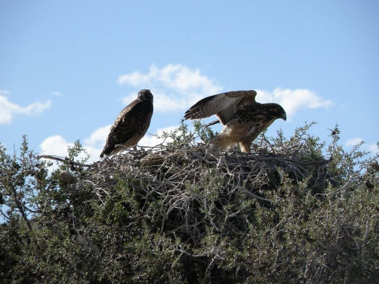 Aguiluchos en La Payunia. Aguiluchos en La Payunia.
