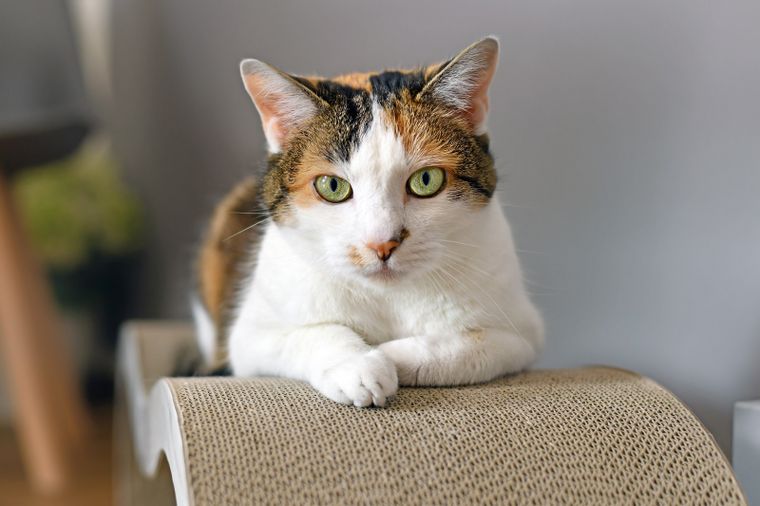 Los gatos suelen no responder a su llamado. Foto: Shutterstock