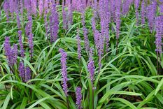 Jardín Conoce cuáles son los mejores cubresuelos Foto: Pinterest