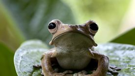 El mensaje del sapo, según el Feng Shui. El mensaje del sapo, según el Feng Shui.