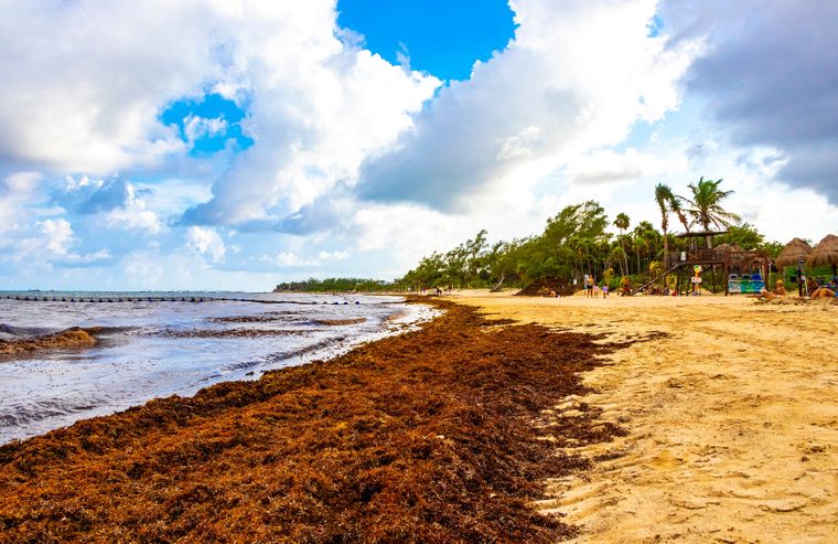 El arribo masivo de sargazo a las costas mexicanas y caribeñas se atribuyó a una combinación de factores ambientales y climáticos.