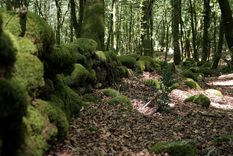 Se trata de un muro que atraviesa el bosque de Dossone della Melia, salvando fuertes desniveles, una meseta y, en el tramo final, incluso un arroyo. Foto: Efe.