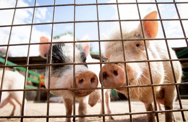 La triquinosis porcina está incluida entre las enfermedades animales que suponen un serio peligro para la salud pública Foto: Freepik