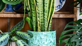 Plantas que limpian el aire y las vibras.