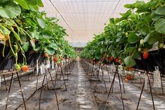 Las plantas hidropónicas son un recurso vital de cara al futuro de la humanidad. Foto: Efe.