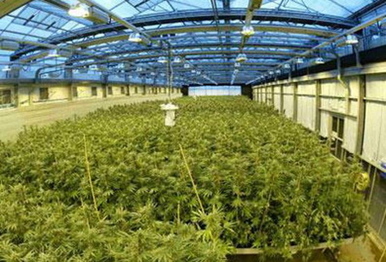 Cultivo de marihuana.