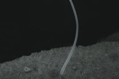 MDZol | La T. magnifica tiene el tamaño y la forma de una pestaña humana Foto: JEAN-MARIE VOLLAND