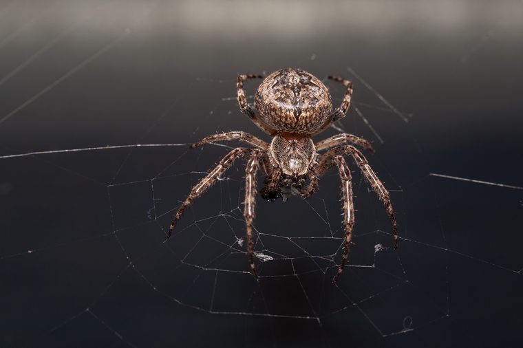 araña Un sueño raro para algunos. Foto: Fuente: Freepik