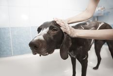 Este shampoo casero ayuda a mantener limpio el pelaje de tu perro sin químicos agresivos. Foto: Archivo