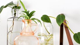 Estas tres plantas son ideales para crecer en agua. Foto: Archivo Estas tres plantas son ideales para crecer en agua. Foto: Archivo