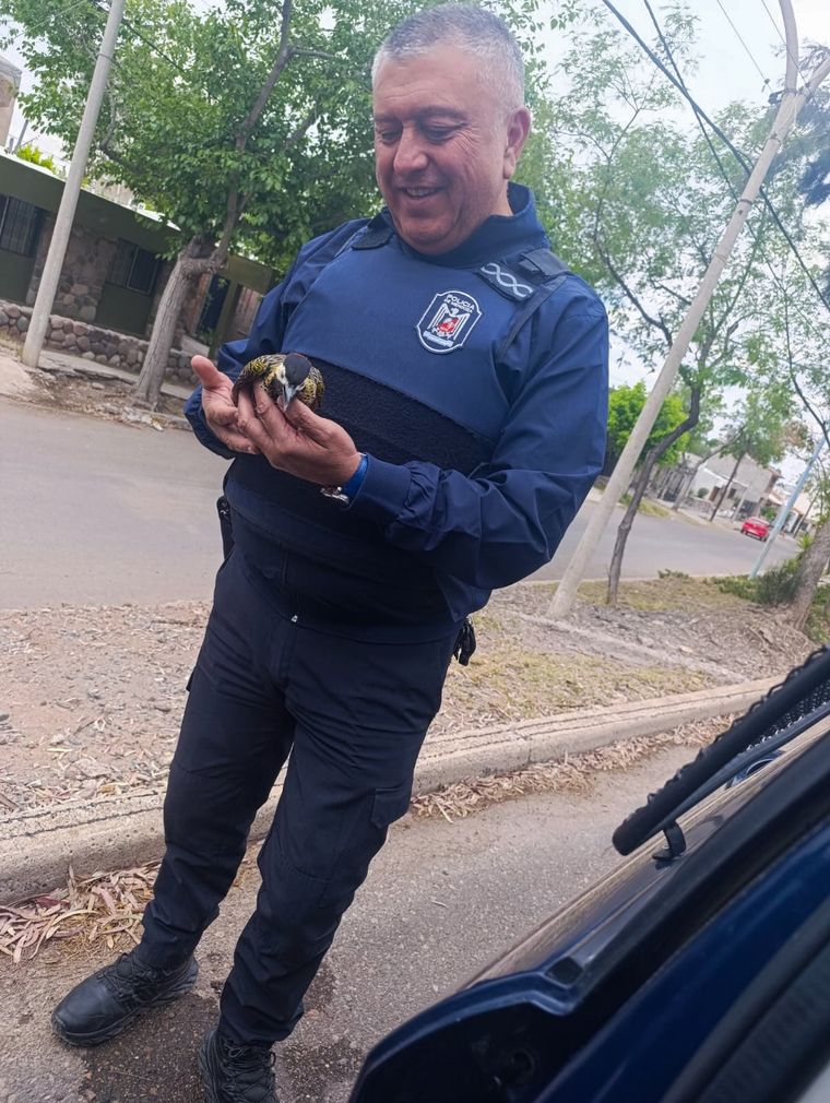 El sistema de policiamiento de Godoy Cruz permitió salvar a un pájaro carpintero en calle Talcahuano. El sistema de policiamiento de Godoy Cruz permitió salvar a un pájaro carpintero en calle Talcahuano.