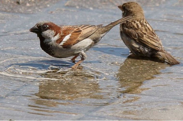 Hubo un importante conteo de aves en Alemania: hay menos gorriones. Foto Efe
