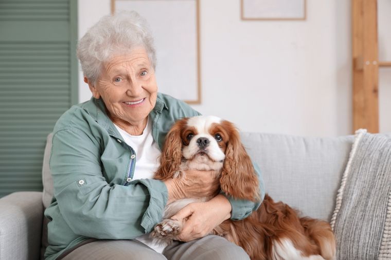 Los perros con bajo nivel de actividad física se adaptan mejor a estilos de vida tranquilos. Foto: Shutterstock Los perros con bajo nivel de actividad física se adaptan mejor a estilos de vida tranquilos. Foto: Shutterstock