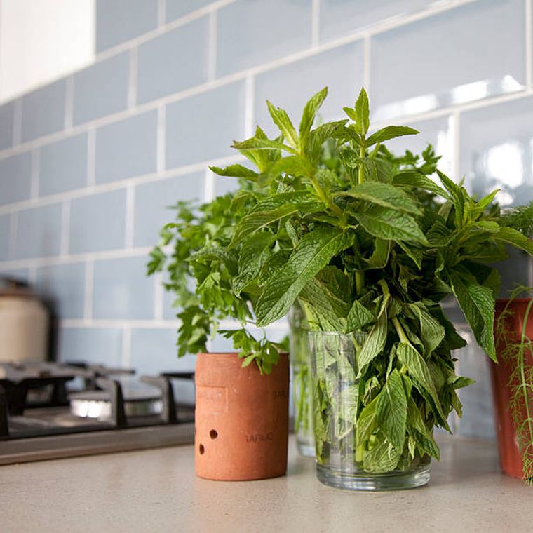 La planta ideal para la cocina: soporta altas temperaturas y necesita pocos cuidados La planta ideal para la cocina: soporta altas temperaturas y necesita pocos cuidados