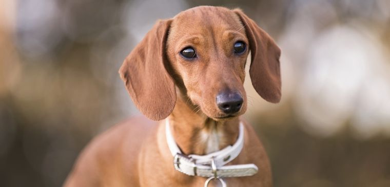 La otitis en perros es más frecuente en verano. Foto: Shutterstock