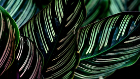 La planta Calathea Orbifolia aporta una gran belleza en la decoración de interiores de los ambientes. Foto: Pixabay - pixabay.com La planta Calathea Orbifolia aporta una gran belleza en la decoración de interiores de los ambientes. Foto: Pixabay - pixabay.com