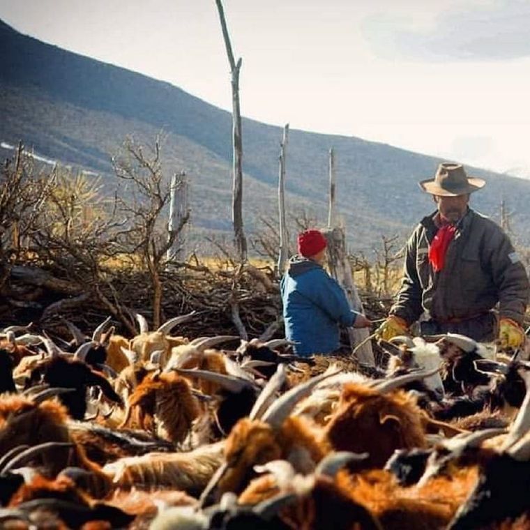 Las familias de puesteros en la zona Sur de Mendoza viven de la cría de cabras y chivos. Foto: Gentileza