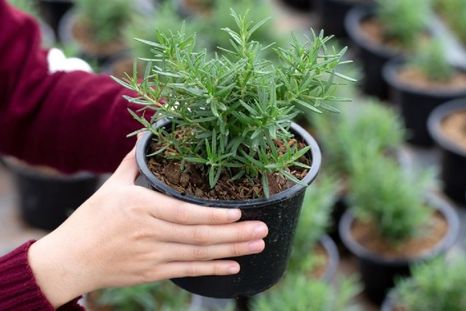 Planta de romero. Planta de romero.