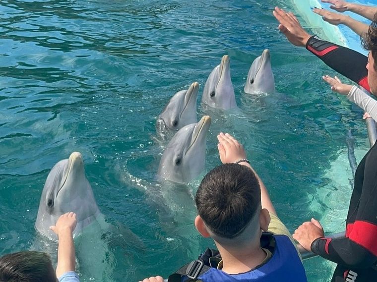 Los delfines del ex Aquarium de Mar del Plata fueron reubicados en un centro marino de Egipto.&nbsp;