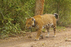 Miní, la yaguareté silvestre liberada en el Impenetrable.