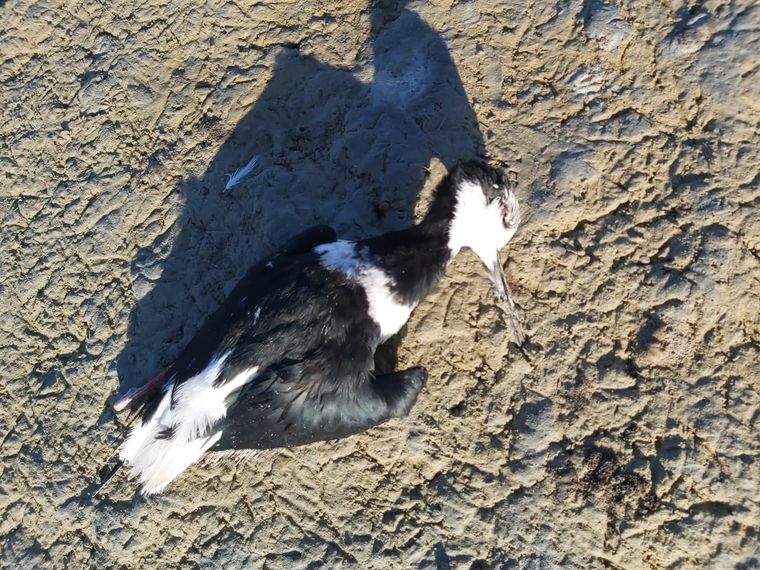 Patos y otras aves autóctonas aparecieron muertas en la laguna El Viborón Foto: Fundación Cullunche