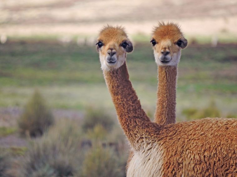 En los entornos naturales más diversos, KP apuesta al desarrollo sostenible aplicando un código de conducta ambiental activo para todos sus proyectos. Foto: Knight Piésold Argentina