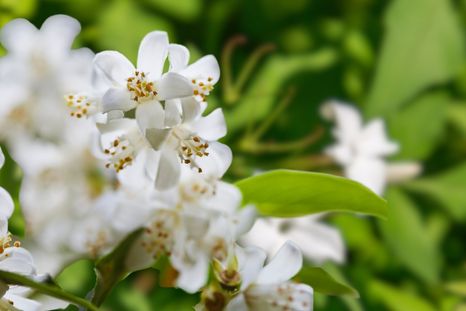 Jazmín, un aroma único. Foto: Fuente: Shutterstock