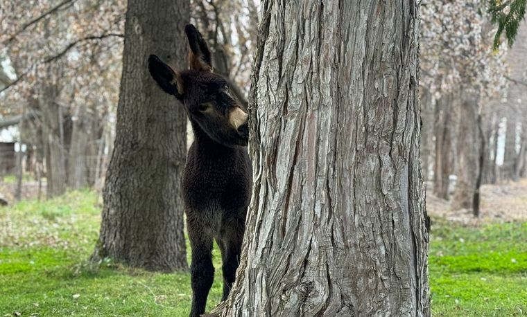 La burra Lola está desaparecida y ofrecen recompensa. Foto: Gentileza