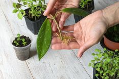 JARDÍN ENRAIZA LAS RAMAS PARA CONSEGUIR NUEVOS CULTIVOS Foto: SHUTTERSTOCK