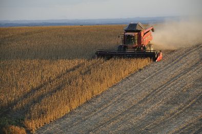 MDZol | Argentina recupera el liderazgo en exportaciones de harina de soja con una suba del 46% tras la sequía de 2023. Foto: Charles Echer /Pixabay