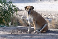 “Patitas a Casa” será el primer portal municipal de adopciones de mascotas en Mendoza.