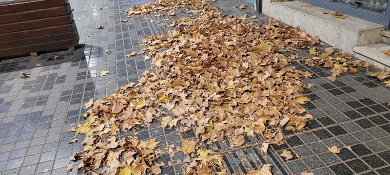 El viento zonda provocó que las calles estén colmadas de hojas Foto: Julián Crowe