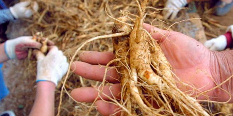 El ginseng es uno de los tesoros del jardín. Fuente. Shutterstock.