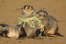 Los desechos de la pesca, como redes, líneas y aparejos, son más peligrosos para animales más grandes, sobre todo para focas y leones marinos.