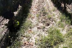 El mayor grupo de vinos orgánicos fue reconocido en Vendimia